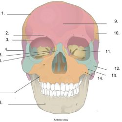 Identify the highlighted structure bone