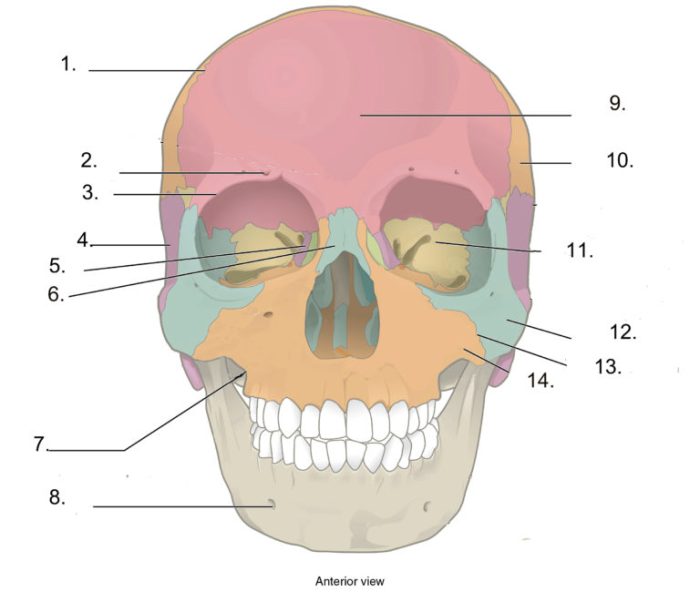 Identify the highlighted structure bone