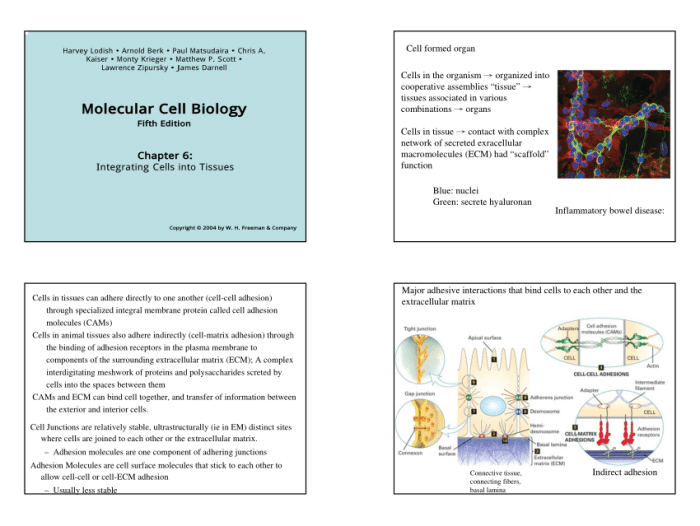 Molecular cell biology pdf 7th edition