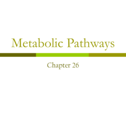 Please select the correct statements regarding the central metabolic pathways.