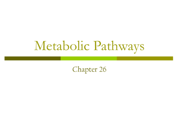 Please select the correct statements regarding the central metabolic pathways.