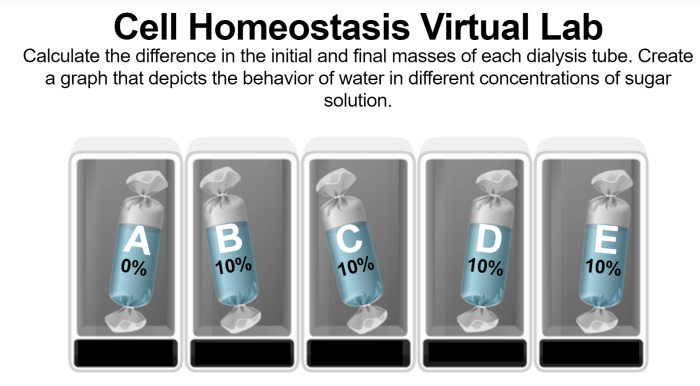 Cell homeostasis virtual lab worksheet answers