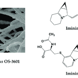 Actinomycetes streptomyces antibiotic bacteria compost sp fixing nitrogen streptomycin