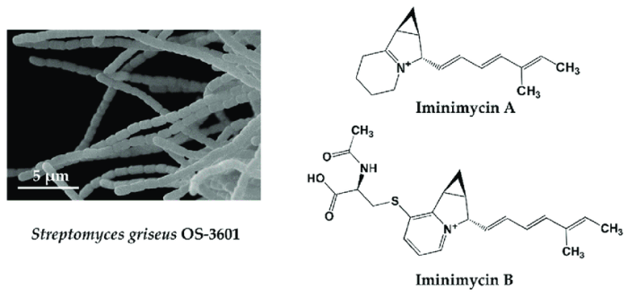 Actinomycetes streptomyces antibiotic bacteria compost sp fixing nitrogen streptomycin