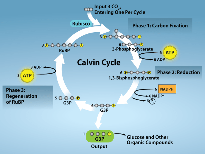 Identify the products in this reaction 6h2o+6co2+c6h12o6+6o2