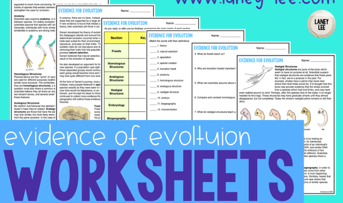 Answer key evidence of evolution worksheet answers