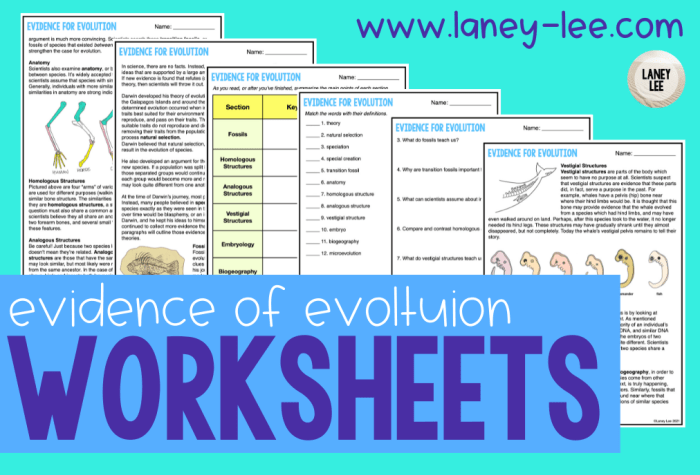 Answer key evidence of evolution worksheet answers