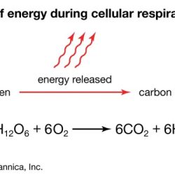 Identify the products in this reaction 6h2o+6co2+c6h12o6+6o2