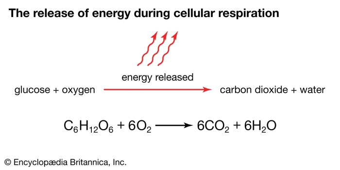 Identify the products in this reaction 6h2o+6co2+c6h12o6+6o2